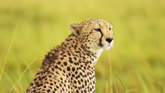Slow Motion Shot of Close up of Cheetah head surveying the lanscape searching for prey, detail of fur and spotted markings, African Wildlife in Maasai Mara National Reserve