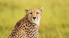 Close up of Cheetah head surveying the lanscape searching for prey, detail of fur and spotted markings, African Wildlife in Maasai Mara National Reserve