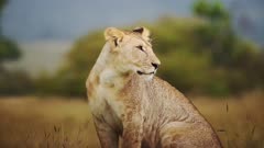 Slow Motion Shot of Beautiful portrait of lioness, female lion, observing her surroundings, Kenya, Africa Safari Animals in Masai Mara North Conservancy, Big five 5
