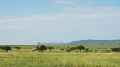 Giraffe far away amongst luscious grassland, mountains in background, African Wildlife in Maasai Mara National Reserve, Kenya, Africa Safari Animals in Masai Mara North Conservancy
