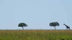 Slow Motion Shot of Giraffes far away walking across the horizon, solitary, isolated African Wildlife in Maasai Mara National Reserve, Kenya, Africa Safari Animals in Masai Mara North Conservancy