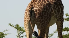 Close up shot of giraffe rear, beautiful, markings and pattern, tail waggling, African Wildlife in Maasai Mara National Reserve, Kenya, Africa Safari Animals in Masai Mara North Conservancy