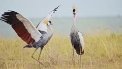 Grey Crowned Crane Bird Dancing Mating and Displaying doing a Courtship Dance and Display to Attract a Female in Maasai Mara in Africa, African Safari Birdlife Wildlife Shot Flapping Wings