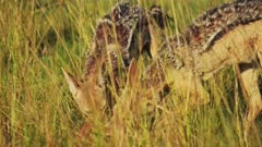 African Wildlife dogs, Jackal feeding on kill, hunting in a pack, teamwork, Maasai Mara National Reserve, Kenya, Africa Safari Animals in Masai Mara North Conservancy