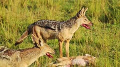 African Wildlife dogs, Jackal feeding on kill, hunting in a pack, teamwork, Maasai Mara National Reserve, Kenya, Africa Safari Animals in Masai Mara North Conservancy
