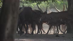 Ankole cattle being herded into Ziwa Rhino Sanctuary, Uganda