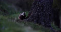 European Badger (Meles meles) foraging in woodland, Cairngorms National Park, Scotland