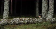 Pine Marten (Martes martes) walks along a fallen tree at night in a forest in the Cairngorms National Park, Scotland