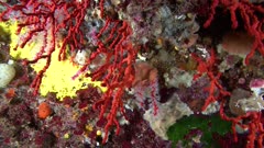 Red Coral - Mediterranean