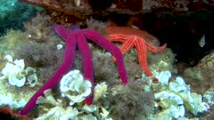 Ophidiaster ophidianus - Purple sea-star