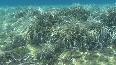 Posidonia oceanica - Ocean grass-wrack - Neptune grass 