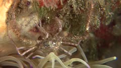 Anemone spider crab - Snakelocks anemone