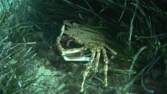 Common spider crab, king crab