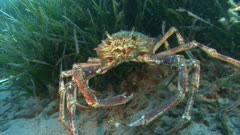 Common spider crab, king crab - Attack