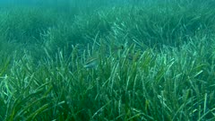 wrasse - Ocean grass-wrack, Neptune grass