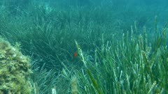 Fish - Ocean grass-wrack, Neptune grass