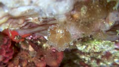 Antiopella - Janolus cristatus