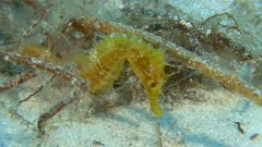 Hippocampe moucheté - Long-snouted seahorse - Hippocampus guttulatus