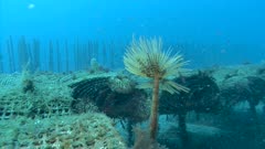 Récif artificiel Sous-marin - underwater artificial reef