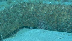 Artificial reef - Récif artificiel