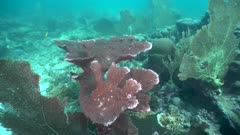 Corail corne d'élan - Elkhorn coral - Acropora palmata