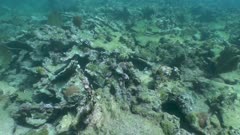 Dead coral - Corail mort