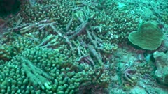 Dead coral - Corail mort