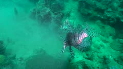 Eradication lionfish - Eradiction Rascasse Volante