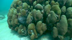 Corail-étoilé lobé - boulder star coral - Orbicella annularis