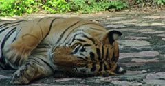 Tiger lying down on the rock path in the forest, licking and rubbing head on ground