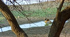 Tiger sitting alone at small water pool and turn around looks at camera. One lapwing bird walking across near by tiger.