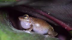 Coqui Frog Close Up, Calling, Night Time, Hawaii, Invasive Species