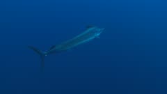 Sailfish Swims Past In Open Ocean