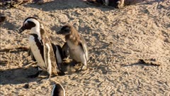 African penguin (Spheniscus demersus), also known as jackass penguin and black-footed penguin, large chicks pursue mother and beg for food Boulders Beach South Africa