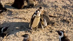 African penguin (Spheniscus demersus), also known as jackass penguin and black-footed penguin, large chicks pursue mother and beg for food Boulders Beach South Africa