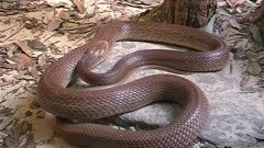 Coastal taipan (Oxyuranus scutellatus), or common taipan, a species of highly venomous snake in the family Elapidae, curling and moving.