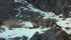 Snow Leopard Drags Kill Up Snowy Rocky Slope. Stops And Looks Directly At Camera, Tasting The Air With It's Tongue. Bird Lands Nearby. They Eyeball Eachother, Then Snow Leopard Looks Back At Camera.