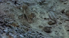 Snow Leopard Descends Rocky Slopes. Chases Bird Momentarily, Then Disappears Into Crevasse