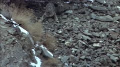 Snow Leopard Hunts Bird On Scree, Makes A Jump For It, Knocking Snow From Rock As Bird Flies Off Exiting Frame