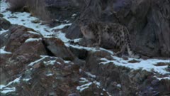 Snow Leopard Walks Across Rocky Slope. Turns Toward Camera, Sniffs The Air, Settles Onto Outcropping To Rest.