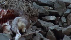 Snow Leopard Bounds Down Slope To Protect Bharal Carcass