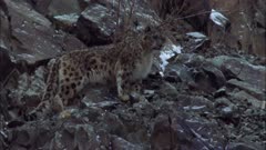 Snow Leopard Walks Up Craggy Slope, Disappears Behind Rocks