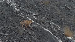 Red Fox Slinks Off With Scavenged Meat