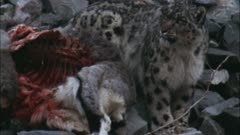 Snow Leopard Stands Next To Prized Bharal Carcass, Gaping Bloody Ribs Exposed