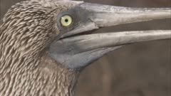 Blue-footed Boobies In Courtship Display, bobs head, vibrates throat