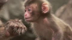Japanese Macaque baby near mother 