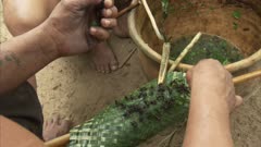 Indigenous People In Amazon Forest,Bullet Ant Ritual,inserting live ants into woven leaf glove