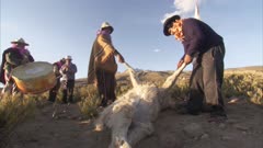 Indigenous People Gather For Ritual Sacrifice Of Alpaca
