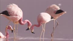 Flamingos On Salt Lake Near Steaming Geysers
