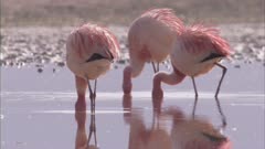 Flamingos Feed On Salt Lake Near Steaming Geysers